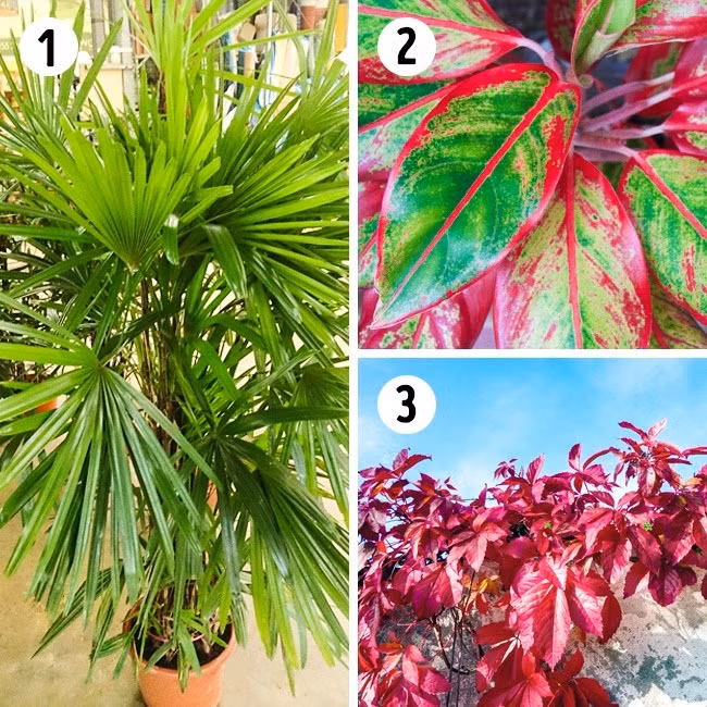 Ba loại cây cảnh nên trồng trong phòng tắm: Cây cọ làm sạch khí amoniac, rất hữu ích sau khi bạn lau phòng tắm bằng chất tẩy khác nhau.