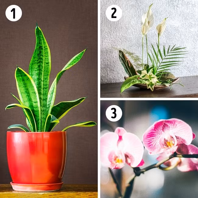 Đối với phòng ngủ, bạn có thể trồng cây lưỡi hổ bởi nó phát ra oxy vào ban đêm và làm sạch chất độc trong không khí và cải thiện đáng kể chất lượng giấc ngủ của bạn.