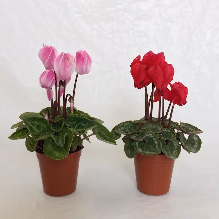 Cây hoa Anh Thảo có thể giúp cải thiện chứng mất ngủ, mệt mỏi mãn tính, trầm cảm và khó chịu.