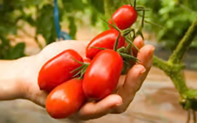 Các vấn đề về tiết niệu: Tính acid cao của cà chua có thể gây kích thích bàng quang dẫn đến chứng tiểu không kiểm soát.