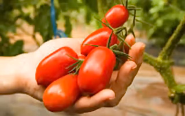 Các vấn đề về tiết niệu: Tính acid cao của cà chua có thể gây kích thích bàng quang dẫn đến chứng tiểu không kiểm soát.