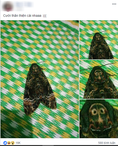 Hoang so voi chu buom co 