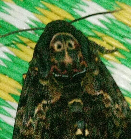 Hoang so voi chu buom co 