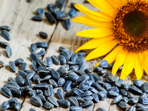 Hạt hướng dương có hàm lượng vitamin E cao, một chất chống oxy hoá có thể bảo vệ gan khỏi bị tổn thương thêm. Ảnh: Boldsky.