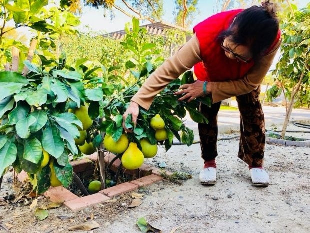 Bằng Kiều khoe cây bưởi cao vài chục phân nhưng sai trĩu quả của mình.