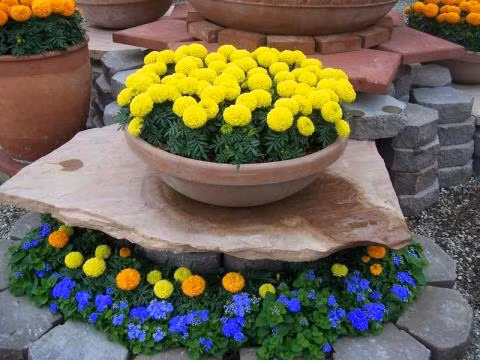 Cúc là loài hoa chưng không chỉ làm đẹp không gian sống mà còn ý nghĩa và tốt cho sức khỏe cho gia đình. giúp loại bỏ các chất gây ô nhiễm nguy hiểm như formaldehyde, amoniac, benzen và trichloroethylene được thải ra từ nhiều đồ gia dụng thông thường.