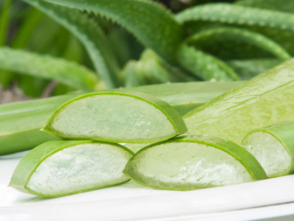 Nha đam có tác dụng làm dịu vùng da bị bỏng rát cho nắng. Bạn chỉ cần tách vỏ, áp dụng phần thịt có chứa gel lên da bị rám nắng sẽ cảm thấy dễ chịu hơn.