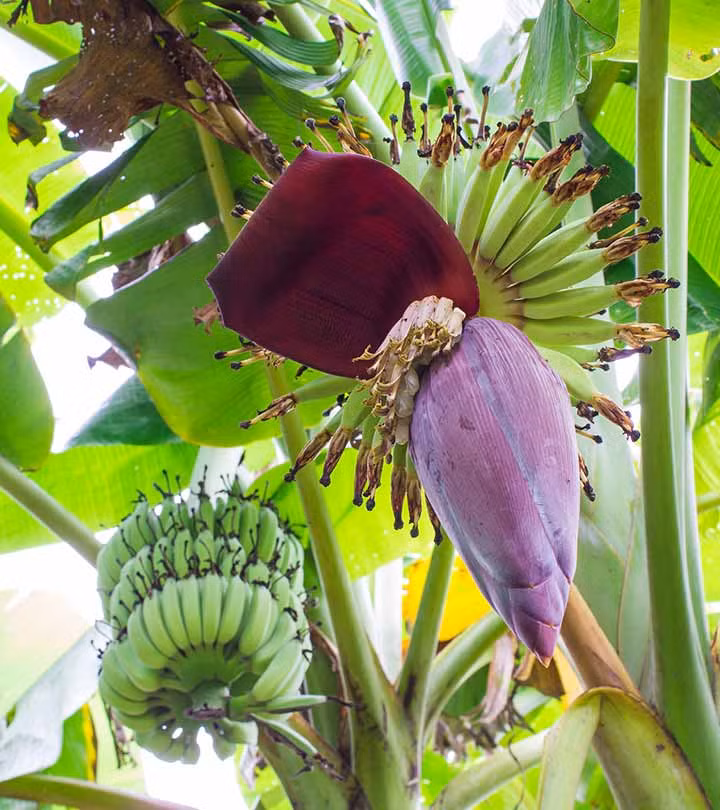 Chiết xuất ethanol trong hoa chuối ức chế sự tăng trưởng của các vi khuẩn gây bệnh như Bacillus subtalis, Bacillus cereus, Escherichia coli, giúp chữa lành vết thương và ngăn ngừa nhiễm trùng.