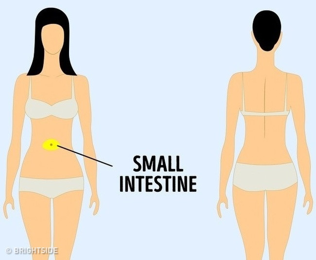 Các cơn đau ở vùng bụng gần rốn có thể được gây ra bởi các vấn đề với ruột non.