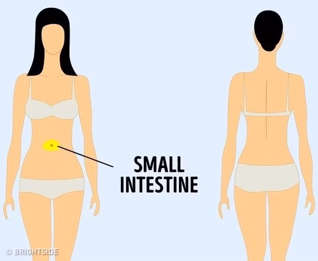 Các cơn đau ở vùng bụng gần rốn có thể được gây ra bởi các vấn đề với ruột non.