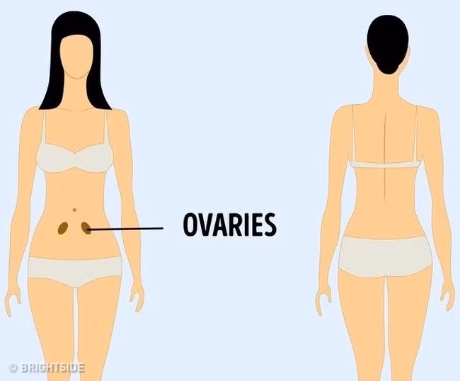 Đau bụng dưới thường xảy ra ở phụ nữ. Đau nhói ở hai bên bụng dưới có thể là một dấu hiệu của một vấn đề phụ khoa mà bạn nên đi khám bác sĩ.