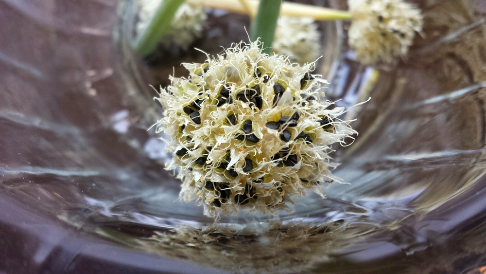 Ăn nhiều hạt hành lá có thể tăng cường sức bền và giúp trị xuất tinh sớm ở nam giới.