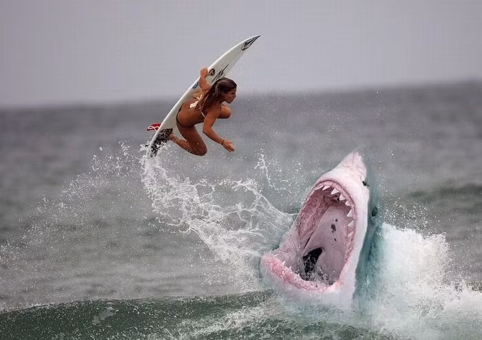 Mỗi năm, có khoảng 12 người chết vì các vụ tấn công cá mập, trong khi con người giết khoảng 11.417 con cá mập mỗi giờ.