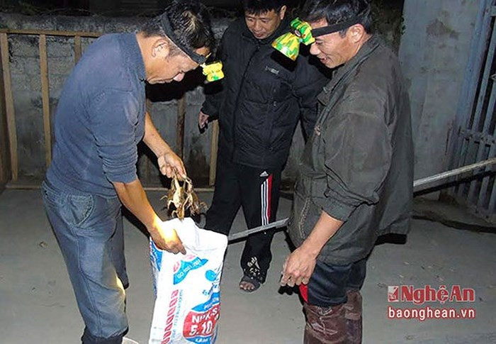 Hôm ít thì bình quân mỗi người cũng bắt được khoảng 1kg, hôm nào may mắn có thể bắt được được 3-4kg. (Ảnh: Báo Nghệ An)