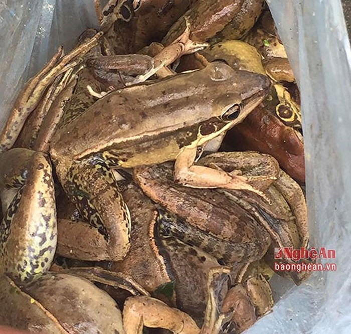 Mùa mưa là thời điểm dễ bắt chẫu chàng nhất, bởi đây là mùa sinh sản của chúng. (Ảnh: Báo Nghệ An)