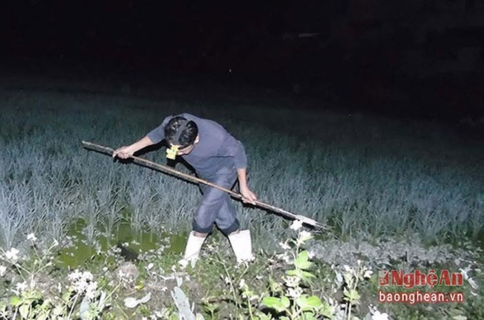 Ban ngày chẫu chàng trốn ở trong các hang hốc, ban đêm chúng mới ra kiếm ăn nên là mục tiêu của các thợ “săn”. (Ảnh: Báo Nghệ An)