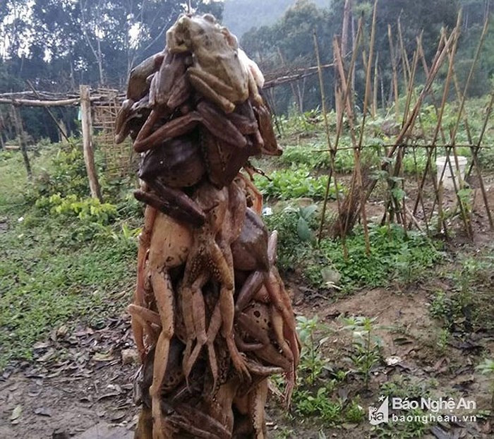 Hiện nay, chẫu chàng tươi được bán với giá 50.000 - 80.000 đồng/kg (Ảnh: Báo Nghệ An)