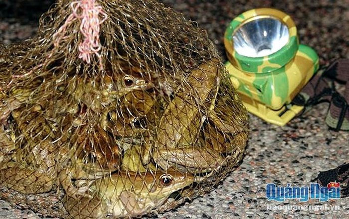 Với giá bán hiện tại, bình quân mỗi đêm người bắt chẫu chàng cũng kiếm được vài trăm ngàn đồng. (Ảnh: Báo Quảng Ngãi)