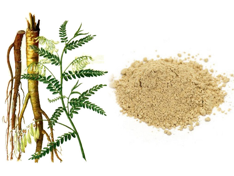 Rễ cây hoàng kỳ cũng điều trị loét chân do tiểu đường. Bôi bột hoàng kỳ lên vết thương giúp tăng lưu lượng máu và tốc độ chữa bệnh. Ảnh: Internet.