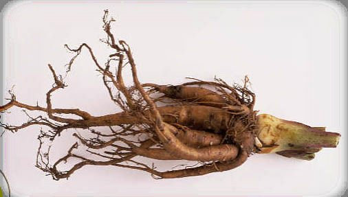 Rễ cây đại hoàng chứa một hợp chất được gọi là emodin, có đặc tính kháng khuẩn và kháng viêm. Rẽ cây này rất hiệu quả trong điều trị nhiễm trùng chân cho bệnh nhân đái tháo đường.