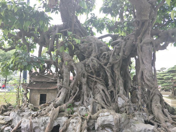 Anh Thành cho biết, cây sanh cảnh của gia đình anh đã có tuổi đời lên đến trên dưới 200 năm. Với chiều cao của cây khoảng gần 2m, chiều rộng khoảng trên dưới 3m, cây kiểng này đã từng được anh đưa đi dự nhiều cuộc triển lãm ở các tỉnh, thành.