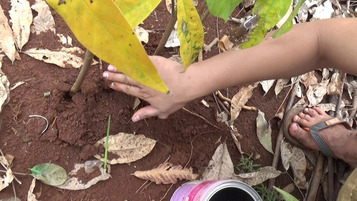 Người ta phải tìm bắt dế cơm từ những hang sâu trong lòng đất. Thông thường, "săn dế" nên đi vào sáng sớm vì lúc này là thời điểm chúng to tròn, béo ú nhất.