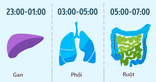 Thời gian lý tưởng để ngủ là từ 22h đến 6h: Các bác sĩ Trung Quốc cho rằng chúng ta nên đi ngủ từ 22h đến 6h nếu muốn sống lâu hơn. Đây là thời điểm phục hồi của các cơ quan trên cơ thể.