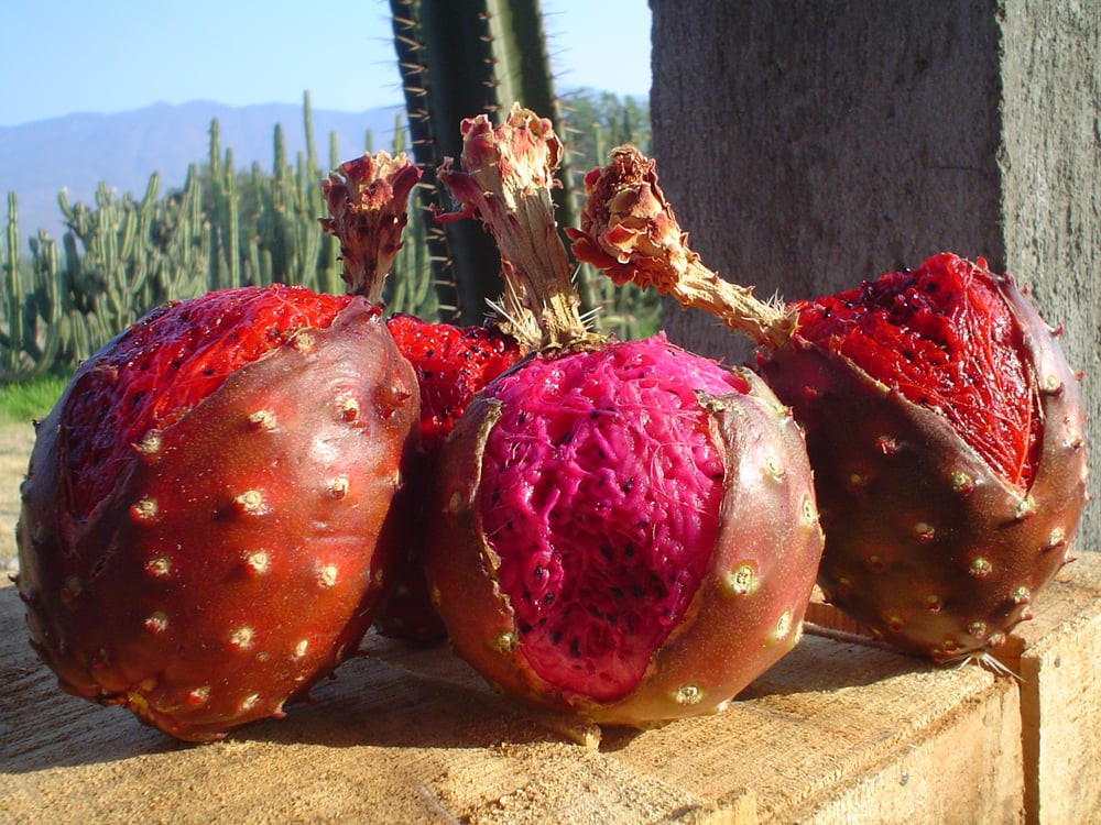 Pitaya là loại trái cây có theo mùa từ cuối tháng 4 cho đến tháng 6 hàng năm. Mỗi mùa chỉ kéo dài trong khoảng 7 – 8 tuần, khi những cơn mưa đầu tiên xuất hiện thì Pitaya cũng bắt đầu chín rộ cây.