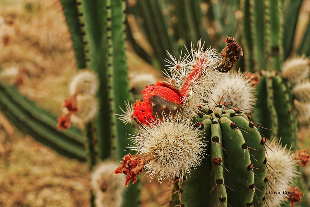 Ruột quả thanh long nhiều màu sắc này vẫn có nhiều hạt đen nhỏ giống quả thanh long thông thường.
