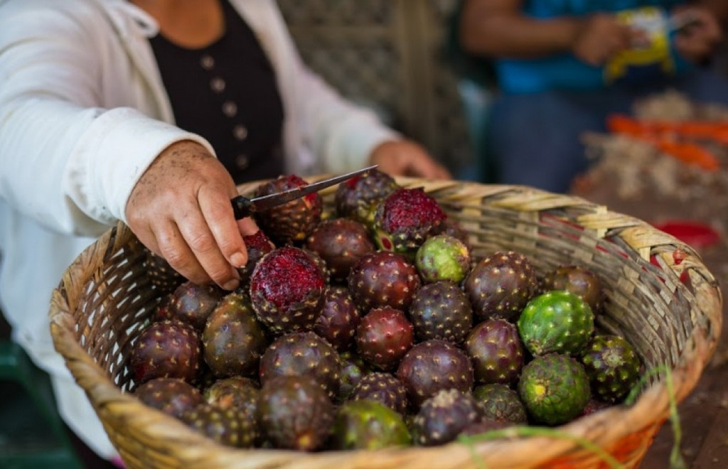 Quả pitaya cũng được phủ một lớp gai khiến cho công việc thu hoạch chúng không hề dễ dàng.