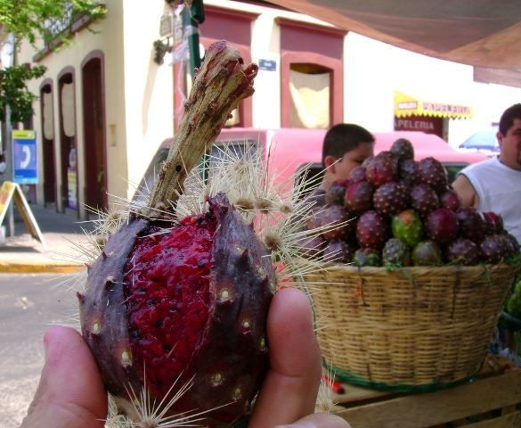 Do cây Pitaya khá cao, có thể lên tới 5 mét, nên đôi khi người ta phải dùng công cụ đặc biệt bao gồm một sào gỗ dài với bốn móc kim loại để hái.