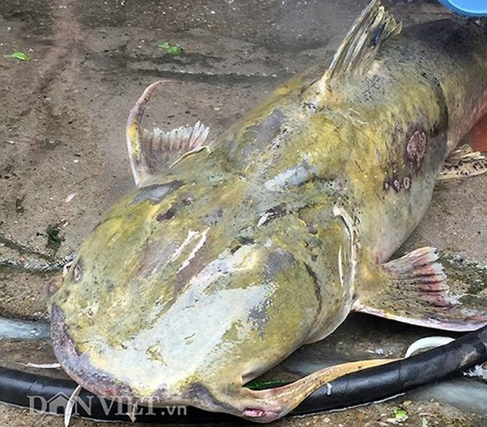 Cá chiên sinh sống tại các khu vực nước sâu có hang, khe đá và đặc biệt là vị trí nước chảy xiết. Chúng nằm sát đáy sông, ẩn mình trong hốc đá khiến thân hình khổng lồ không bị dòng nước cuốn đi và tạo thành nơi ngụy trang, trú ẩn lý tưởng để đón con mồi đi qua. (Ảnh: Dân Việt)