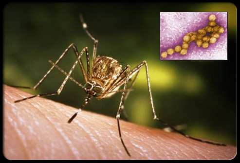 Nhiễm virus West Nile là do muỗi vằn gây nên. Bệnh này thường gặp ở các loài động vật và chim nhưng gần đây theo báo cáo cho biết virus này đã được tìm thấy trong tế bào con người, lây lan qua nước bọt và từ mẹ sang con qua đường bú sữa. Có trường hợp nặng gây co giật, sưng não, viêm màng não, thậm chí tử vong.