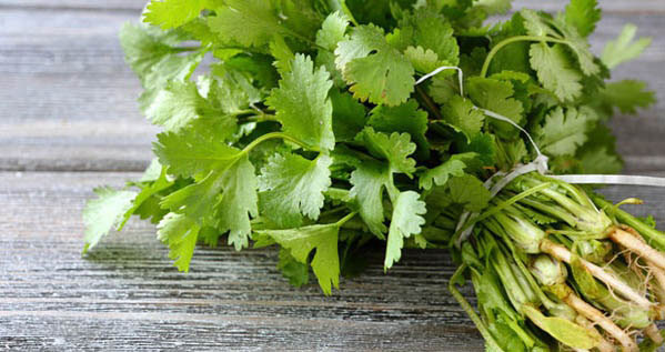 Giảm viêm: Rau mùi có chứa luteolin, flavonoid và vitamin C, đây là những hợp chất chống viêm hiệu quả. Thuộc tính này giúp giảm sưng bên trong, ngăn chặn thoái hóa xương, do đó mùi tây giúp điều trị bệnh viêm khớp dạng thấp.