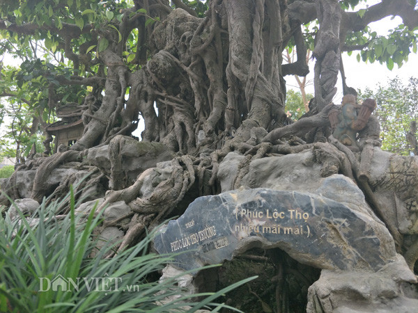 Anh Thành cho biết thêm, cách đây anh đã bỏ tiền ra mua cây sanh kiểng trên khi nó mới là cây phôi (cây còn thô, chưa có dáng thế cụ thể). Sau hơn 20 năm chăm sóc, tạo tán đến giờ cây đã có dáng hình đẹp và ý nghĩa.