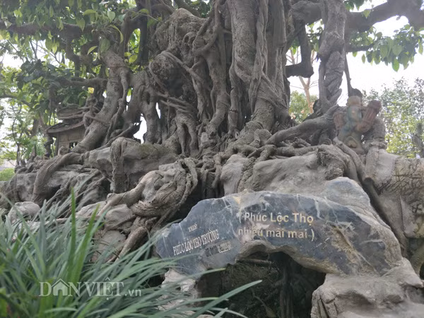 Anh Thành cho biết thêm, cách đây anh đã bỏ tiền ra mua cây sanh kiểng trên khi nó mới là cây phôi (cây còn thô, chưa có dáng thế cụ thể). Sau hơn 20 năm chăm sóc, tạo tán đến giờ cây đã có dáng hình đẹp và ý nghĩa.