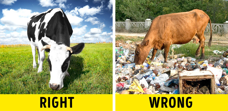 Nguồn gốc của thịt: Mua thịt ở siêu thị thường sẽ đảm bảo an toàn hơn là mua thịt ngoài chợ bởi trước khi lên kệ siêu thị chúng phải được làm rõ nguồn gốc rồi.