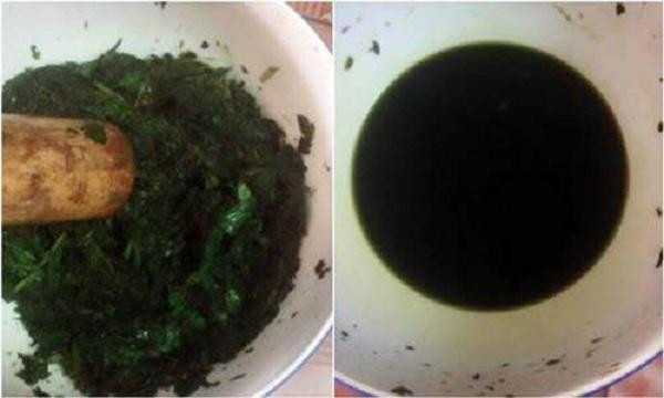 Giã nát tía tô để thực hiện cách trị mụn thịt tại nhà.