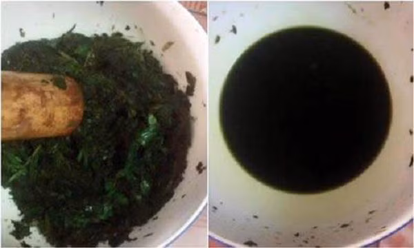 Giã nát tía tô để thực hiện cách trị mụn thịt tại nhà.