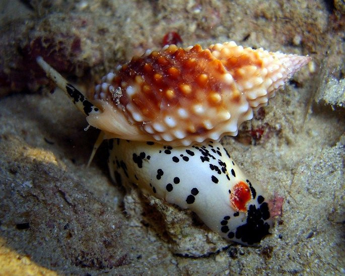 Đi biển, tuyệt đối không ăn những loài ốc cực độc này - Hình 2 Di bien, tuyet doi khong an nhung loai oc cuc doc nay-Hinh-2