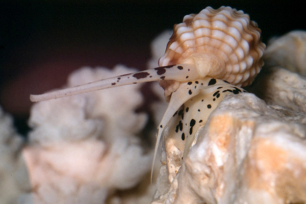 Đi biển, tuyệt đối không ăn những loài ốc cực độc này - Hình 4 Di bien, tuyet doi khong an nhung loai oc cuc doc nay-Hinh-4