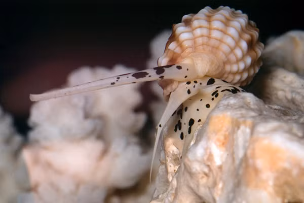 Di bien, tuyet doi khong an nhung loai oc cuc doc nay-Hinh-4