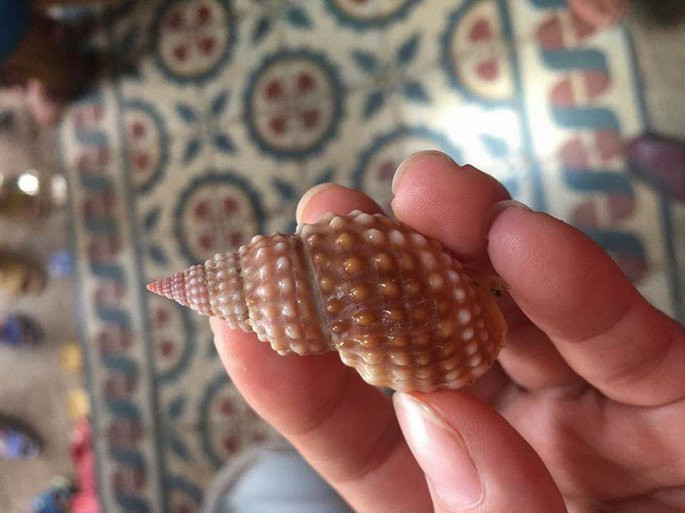 Đi biển, tuyệt đối không ăn những loài ốc cực độc này Di bien, tuyet doi khong an nhung loai oc cuc doc nay