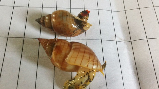 Đi biển, tuyệt đối không ăn những loài ốc cực độc này - Hình 6 Di bien, tuyet doi khong an nhung loai oc cuc doc nay-Hinh-6