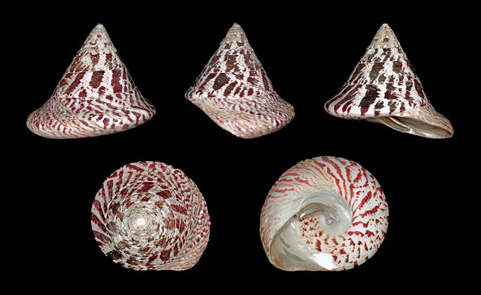 Đi biển, tuyệt đối không ăn những loài ốc cực độc này - Hình 8 Di bien, tuyet doi khong an nhung loai oc cuc doc nay-Hinh-8