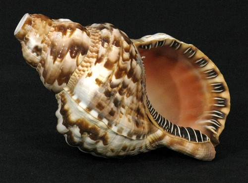 Đi biển, tuyệt đối không ăn những loài ốc cực độc này - Hình 7 Di bien, tuyet doi khong an nhung loai oc cuc doc nay-Hinh-7