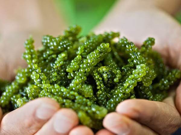 Táo xoắn là siêu thực phẩm rất tốt cho phụ nữ. Tảo xoắn có hàm lượng protein cao hơn thịt đỏ và chứa tất cả các axit béo cần thiết mà cơ thể bạn cần.