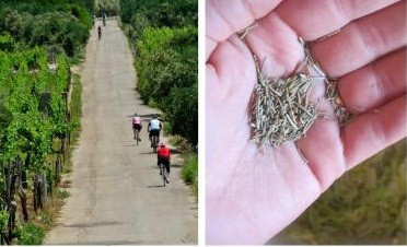 Truyền thống yêu thích vận động kết hợp với thói quen ăn uống lành mạnh giúp phụ nữ nước này luôn giữ được hình thể tuyệt vời. Có lẽ đây chính là bí quyết làm đẹp chủ đạo và tạo được hiệu quả rõ rệt nhất lên nhan sắc các cô gái Croatia.