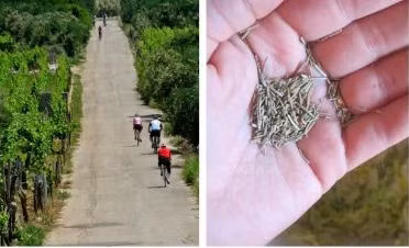 Truyền thống yêu thích vận động kết hợp với thói quen ăn uống lành mạnh giúp phụ nữ nước này luôn giữ được hình thể tuyệt vời. Có lẽ đây chính là bí quyết làm đẹp chủ đạo và tạo được hiệu quả rõ rệt nhất lên nhan sắc các cô gái Croatia.