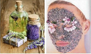 Có lẽ chính vì vậy, phụ nữ Crotia cũng rất giỏi trong việc sử dụng hoa oải hương vào quy trình chăm sóc nhan sắc. Tinh dầu hoa oải hương có tác dụng rõ rệt trong việc cải thiện tâm trạng, an thần, cân bằng giấc ngủ.